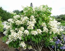 Image result for Hydrangea paniculata Praecox