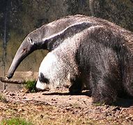 Image result for Anteater Tongue