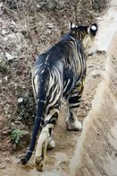 Image result for Rare Black Tiger