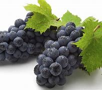 Image result for Common Grape Diseases