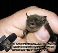 Image result for I'm Smol Bat Meme