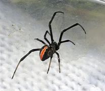Image result for Redback Spider in Japan