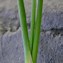 Image result for Allium Schoenoprasum Chives