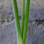 Image result for Allium schoenoprasum Cha Cha