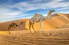 Image result for camelli