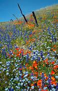 Image result for Blue Wildflowers in California