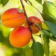 Image result for Florida King Peach Tree