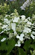 Image result for Hydrangea paniculata Butterfly (r)