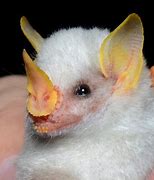 Image result for Baby Albino Bat Real
