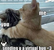 Image result for Hugging a Feral Cat Meme
