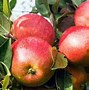 Image result for Red Delicious Apple Fuji