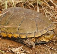 Image result for Kinosternon flavescens