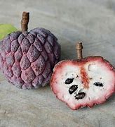 Image result for Red Sugar Apple Tree