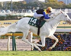 Image result for White Thoroughbred Horse Racing
