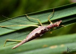 Image result for Two-Spotted Tree Cricket