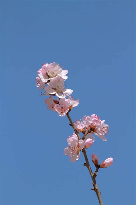 三月桃花满树鲜歌词
