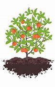 Image result for Grow Some Apple's