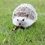 Image result for Spiky Hedgehog