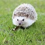 Image result for Is a Hedgehog a Rodent