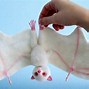 Image result for Albino Fox Bat