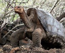 Image result for Pinta Island Tortoise