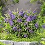 Image result for Buddleja davidii Butterfly Candy Lila Sweetheart