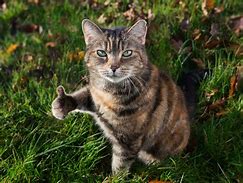 Image result for Cat with Human Thumbs Up Meme