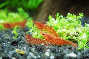 Image result for Neocaridina