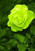 Image result for Lime Green Roses