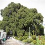 Image result for Biggest Tree Trunk in the World