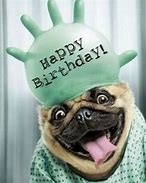 Image result for Funny Animal Happy Birthday Party