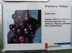 Prunus avium Pollux に対する画像結果