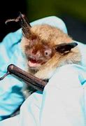 Image result for Long Ear Bat