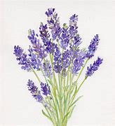 Image result for Lavender Art