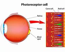 Image result for Rods in Retina Light State