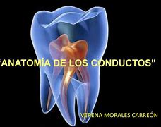 Image result for conducto