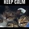 Image result for Cuddling Cat Meme