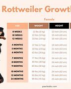 Image result for Female Rottweiler Growth Chart