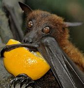 Image result for Golden Nosed Fruit Bat