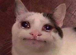 Image result for Sad Cat Meme Origin