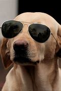 Image result for Funny Dog Photos