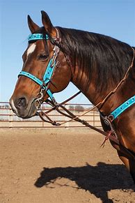 Image result for Beautiful Western Horse Bridle
