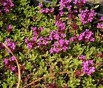 Image result for Red Creeping Thyme around Tree