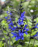 Image result for SALVIA BLACK AND BLUE