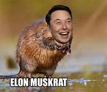 Image result for Elon Muskrat Meme