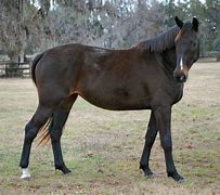 Image result for Bay Horse Front View