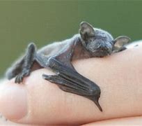 Image result for Baby Bat Animal