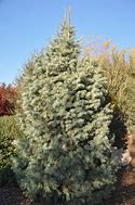 Image result for Abies concolor St. Johns