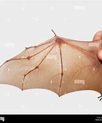 Image result for Bat Wings Closed
