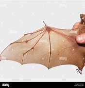 Image result for Real Bat Wings